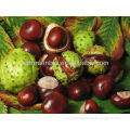 100% Natural Aesculus hippocastanum L.extract 20%, 98% escin